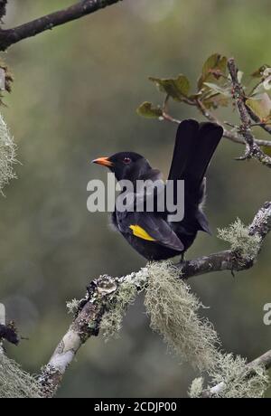 Cotinga noir et or (Tijuca atra) adulte mâle perché sur une branche avec queue coked dans un vent fort forêt tropicale de l'Atlantique, Brésil juin Banque D'Images
