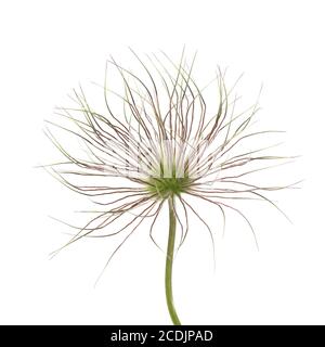 Pulsatilla vulgaris avant maturité des fruits Banque D'Images