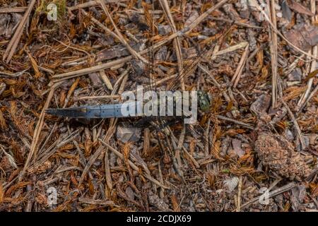 Écumoire mâle à queue noire, Orthetrum canculatum, perchée au soleil. Banque D'Images