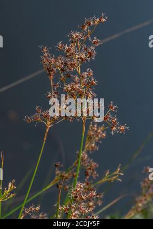 Rush à fleurs acérées, Juncus acutiflorus, en fleur dans un marais au bord du lac. Banque D'Images