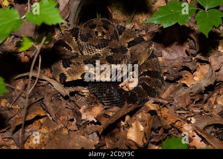 Rattlesnake de bois en spirale dans la forêt de l'État de Cumberland Falls Parc dans le Kentucky Banque D'Images