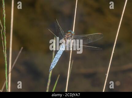 Écumoire mâle, Orthetrum coerulescens, perchée près du ruisseau. Banque D'Images