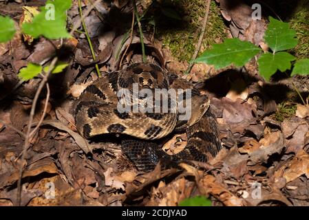 Rattlesnake de bois en spirale dans la forêt de l'État de Cumberland Falls Parc dans le Kentucky Banque D'Images