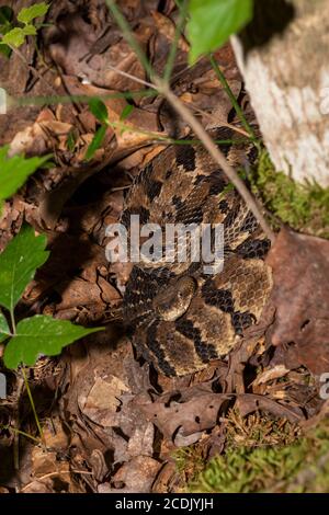 Rattlesnake de bois en spirale dans la forêt de l'État de Cumberland Falls Parc dans le Kentucky Banque D'Images