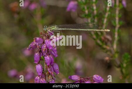 Femelle de damselfly à pattes blanches ou de feeleg bleu, Platycnemis pennipes, installé sur Bell Heather. Banque D'Images