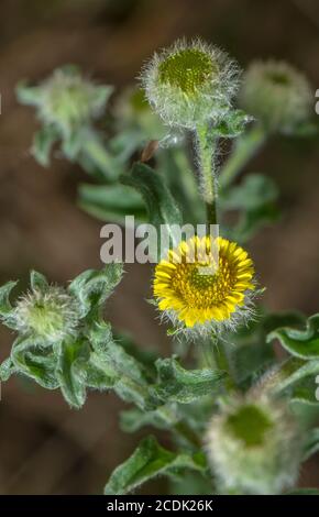 Petit Fleabane, pulicaria vulgaris, en fleur. Plante rare de sites de graisés humides en hiver. Banque D'Images