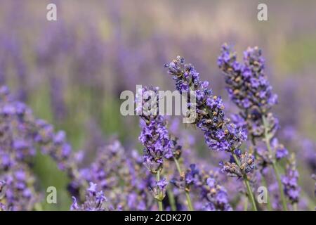 Abeille pollinisant des fleurs de lavande pourpres en fleur Banque D'Images