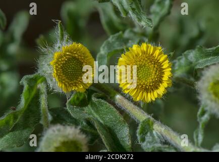 Petit Fleabane, pulicaria vulgaris, en fleur. Plante rare de sites de graisés humides en hiver. Banque D'Images