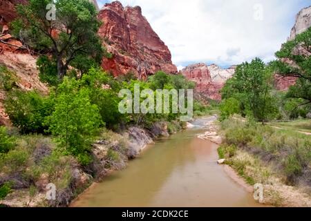 Pentes du canyon de Zion. Utah. ÉTATS-UNIS. Banque D'Images