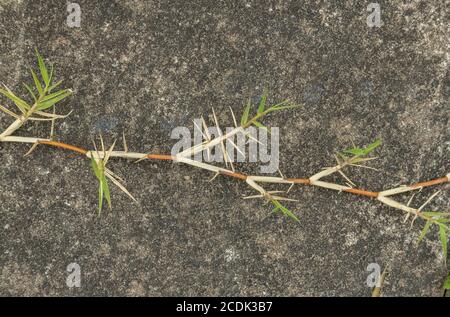 Herbe des Bermudes, cynodon dactylon, qui s'étend à travers le pavage - largement naturalisé. Banque D'Images