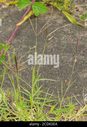 Herbe des Bermudes, cynodon dactylon, qui s'étend à travers le pavage - largement naturalisé. Banque D'Images