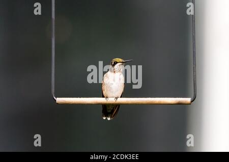 Profil d'un jeune colibri à gorge rubis, perché sur une balançoire Banque D'Images