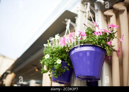 Jardinière suspendue violette avec fleurs pétunia roses Banque D'Images