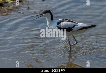 Avocet adulte, Recurvirostra avosetta, en lagune, pendant la saison de reproduction. Banque D'Images