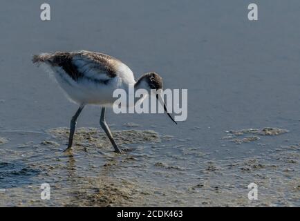 Avocet juvénile, Recurvirostra avosetta se nourrissant dans le lagon côtier. Banque D'Images