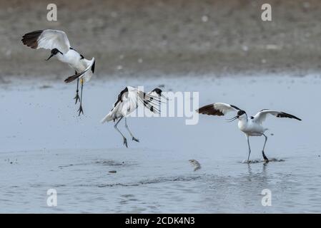 Avocet, Recurvirostra avosetta, groupe interagissant pendant la saison de reproduction, dans le lagon côtier. Banque D'Images