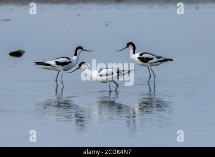 Avocet, Recurvirostra avosetta, groupe interagissant pendant la saison de reproduction, dans le lagon côtier. Banque D'Images