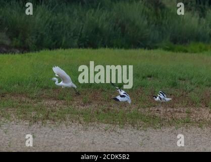 Avoquets, Recurvirostra avosetta, pourchassant le petit aigrette, Egretta garzetta, loin de la zone de nidification avec les jeunes oiseaux. Banque D'Images