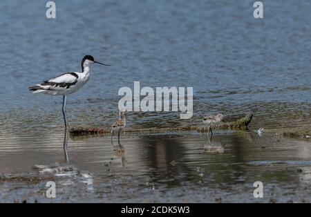 Avocet, Recurvirostra avosetta, poussins dont l'alimentation est adulte dans une marge de lagune peu profonde. Banque D'Images