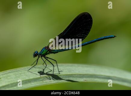 Belle Demoiselle masculine, Calopteryx virgo, perchée sur la feuille. Banque D'Images