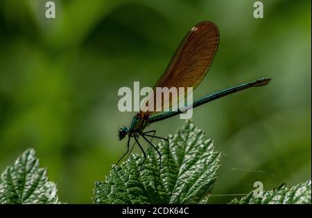 Belle demoiselle femelle, Calopteryx virgo, perchée sur la feuille. Banque D'Images