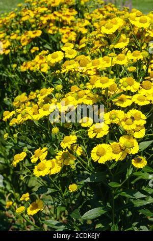 Hélium 'Kanaria' fleurs jaunes Banque D'Images