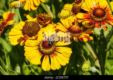 Fleurs automnales d'hélium 'Rauchtopas' Banque D'Images