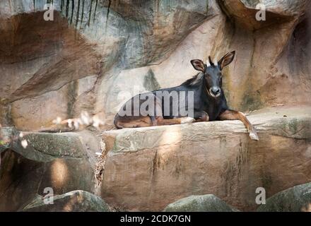 Antilope Sumatran serow Banque D'Images