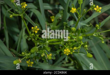 Ranunculus sceleratus, en fleur et en fruit, dans un marais humide au bord de la rivière. Banque D'Images