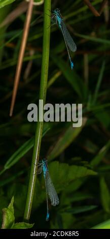 Mâles de damselflies à queue bleue, Ischnula elegans, qui rôde dans la végétation du lac. Banque D'Images