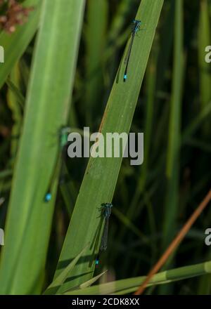 Mâles de damselflies à queue bleue, Ischnula elegans, qui rôde dans la végétation du lac. Banque D'Images