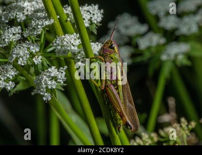 Grande sauterelle de marais femelle, Stethophyma grossum, perchée dans une végétation marécageuse au bord du lac. Banque D'Images