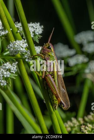 Grande sauterelle de marais femelle, Stethophyma grossum, perchée dans une végétation marécageuse au bord du lac. Banque D'Images
