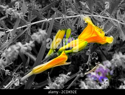 Orange Day Lily sur Diagonal Banque D'Images