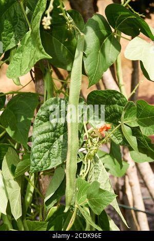 les haricots dans le champ fleurissent avec des fleurs rouges au début de l'été Banque D'Images