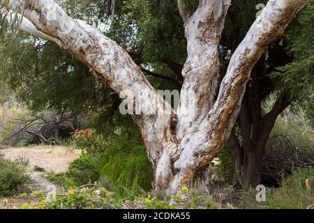 Eucalyptus Puciflora Banque D'Images