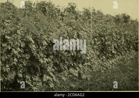 . Vignes et comment les cultiver; un manuel de plantes grimpantes pour les effets de fleurs, de feuillage et de fruits, à la fois ornementales et utiles, y compris les arbustes et formes similaires qui peuvent être utilisés comme vignes . Plaque IX Le merveilleux houblon japonais annuel fournit à la fois le feuillage et les effets de fleurs dans une masse épaisse Banque D'Images