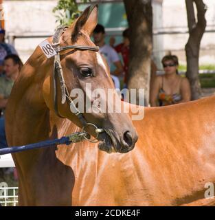 Portrait de chevaux akhal-teke Banque D'Images