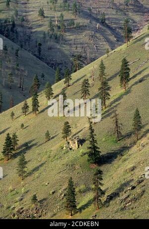 Swakane Swakane Canyon, pente de faune, Washington Banque D'Images