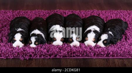 F1 Mini Bernedoodle Puppies trois couleurs dormant dans une rangée un tapis violet Banque D'Images