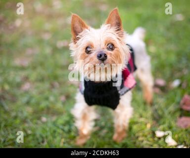 Chien mixte du Yorkshire Terrier debout à l'extérieur et porté un pull Banque D'Images