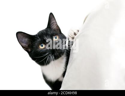 Un chaton noir et blanc de Tuxedo qui peeking sur une pièce de tissu Banque D'Images