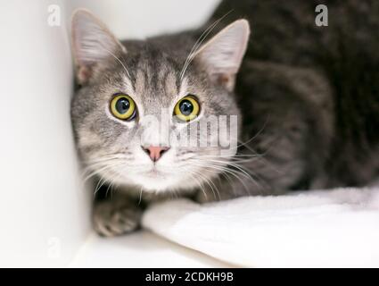 Un chat tabby de shorthair avec une expression à larges yeux et dilaté élèves Banque D'Images