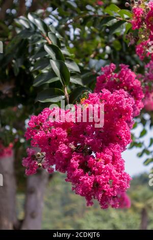 Colza Myrtle Tree (Lagerstroemia indica) floraison en Italie Banque D'Images