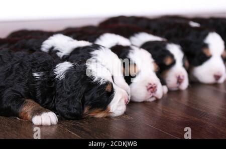 F1 Mini Bernedoodle Puppies trois couleurs dormant dans une rangée un plancher de bois franc Banque D'Images