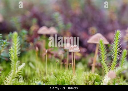Petit champignon brun dans une herbe verte et linchen dans la forêt de finlande Banque D'Images