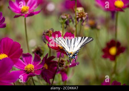 Papillon à queue d'allowtail se nourrissant d'une fleur Cosmos à Bergame in Italie Banque D'Images