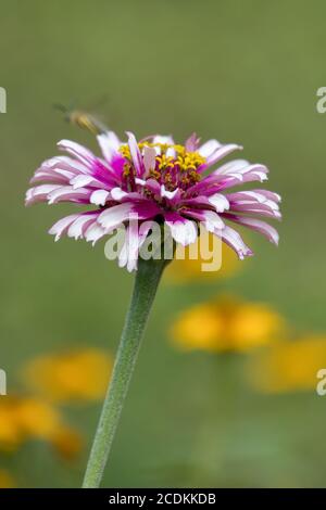 Jardin Cosmos (Cosmos bipinnatus part.) croissance et floraison dans un jardin en Italie Banque D'Images