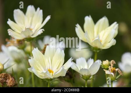 Le jardin Cosmos (Cosmos bipinnatus.) fleurit dans un jardin de Bergame Banque D'Images