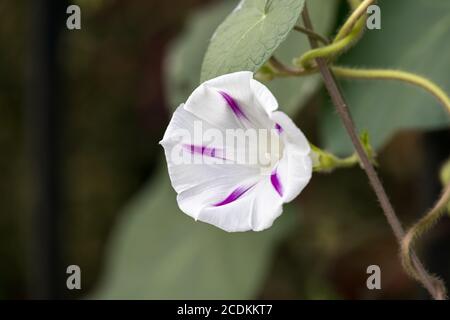 Gloire du matin commune (Ipomoea purpurea L. Roth) croissance sauvage en Italie Banque D'Images